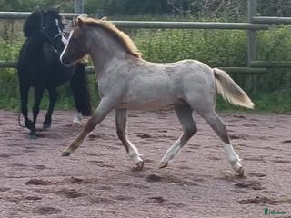 hästar Welsh mountain hingst - Annons 4