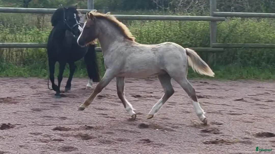 Allround hästar till salu: Welsh mountain hingst  - Annons 1