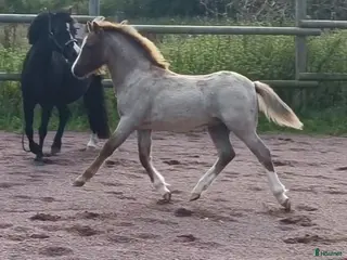 hästar Welsh mountain hingst - Annons 11