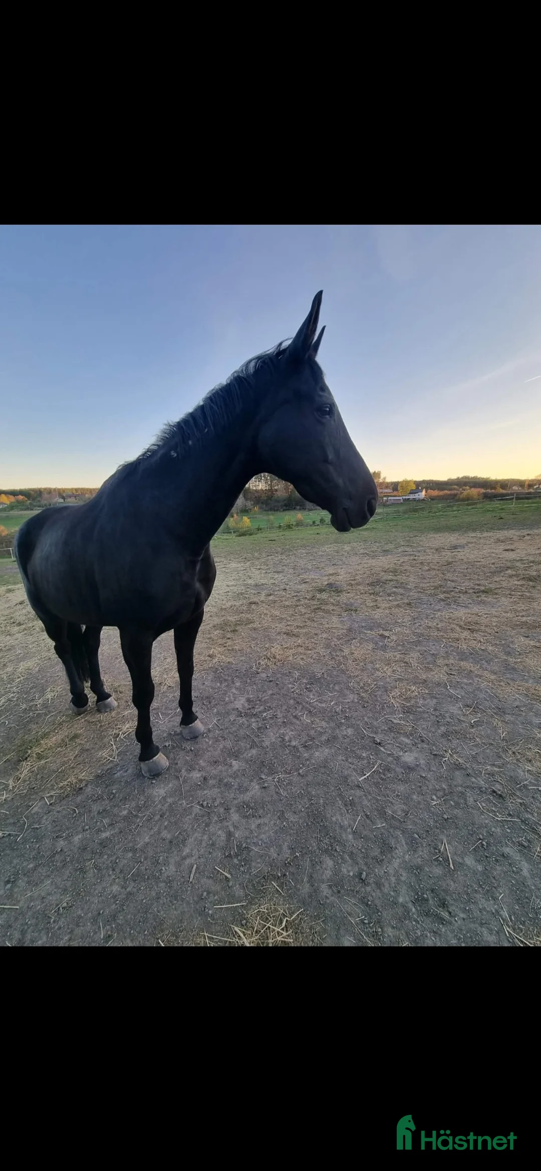 Allround hästar till salu: Zandra vingboons trav sto i Gamleby - Annons 3