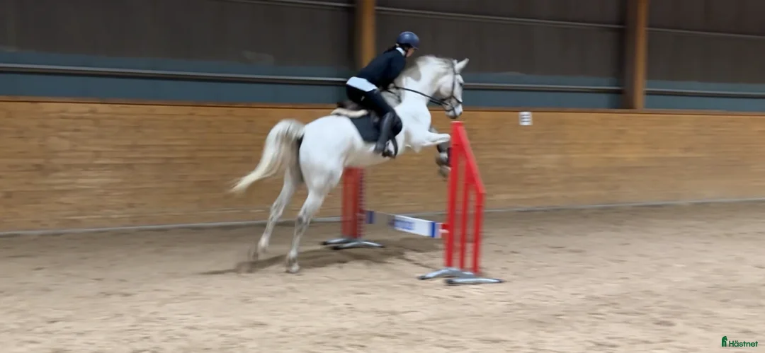 Allround hästar till salu: Finaste valacken i Berga - Annons 6