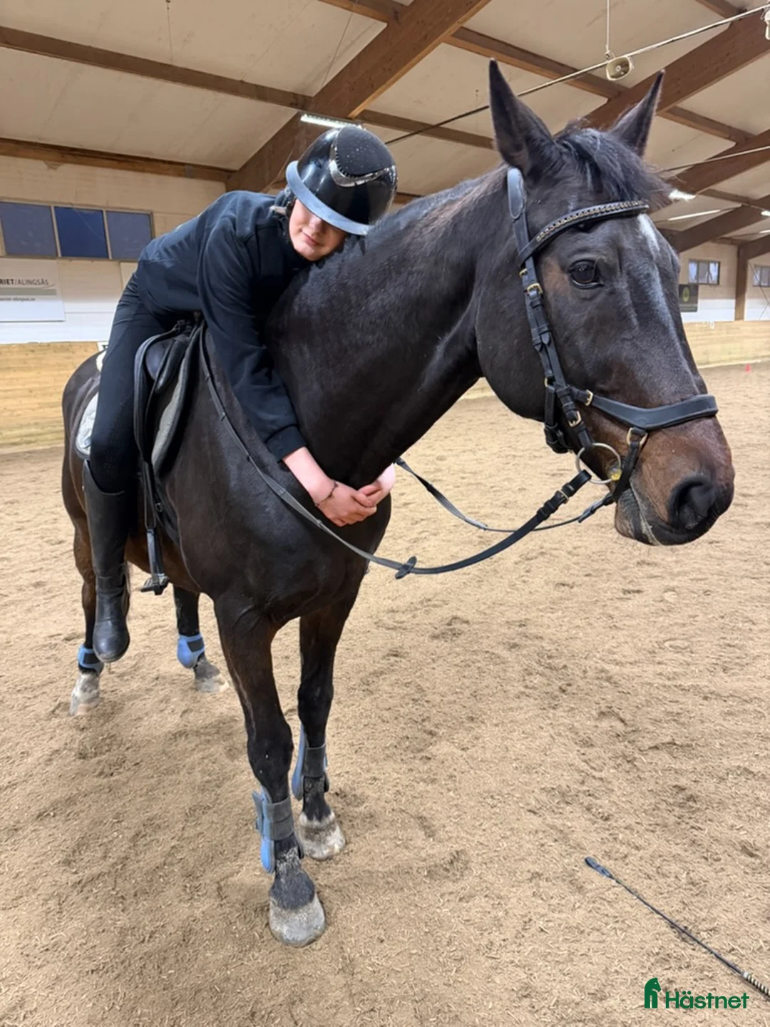 Hoppning hästar sökes: Fin storhäst söker för tonåring!! i Vårgårda - Annons 2