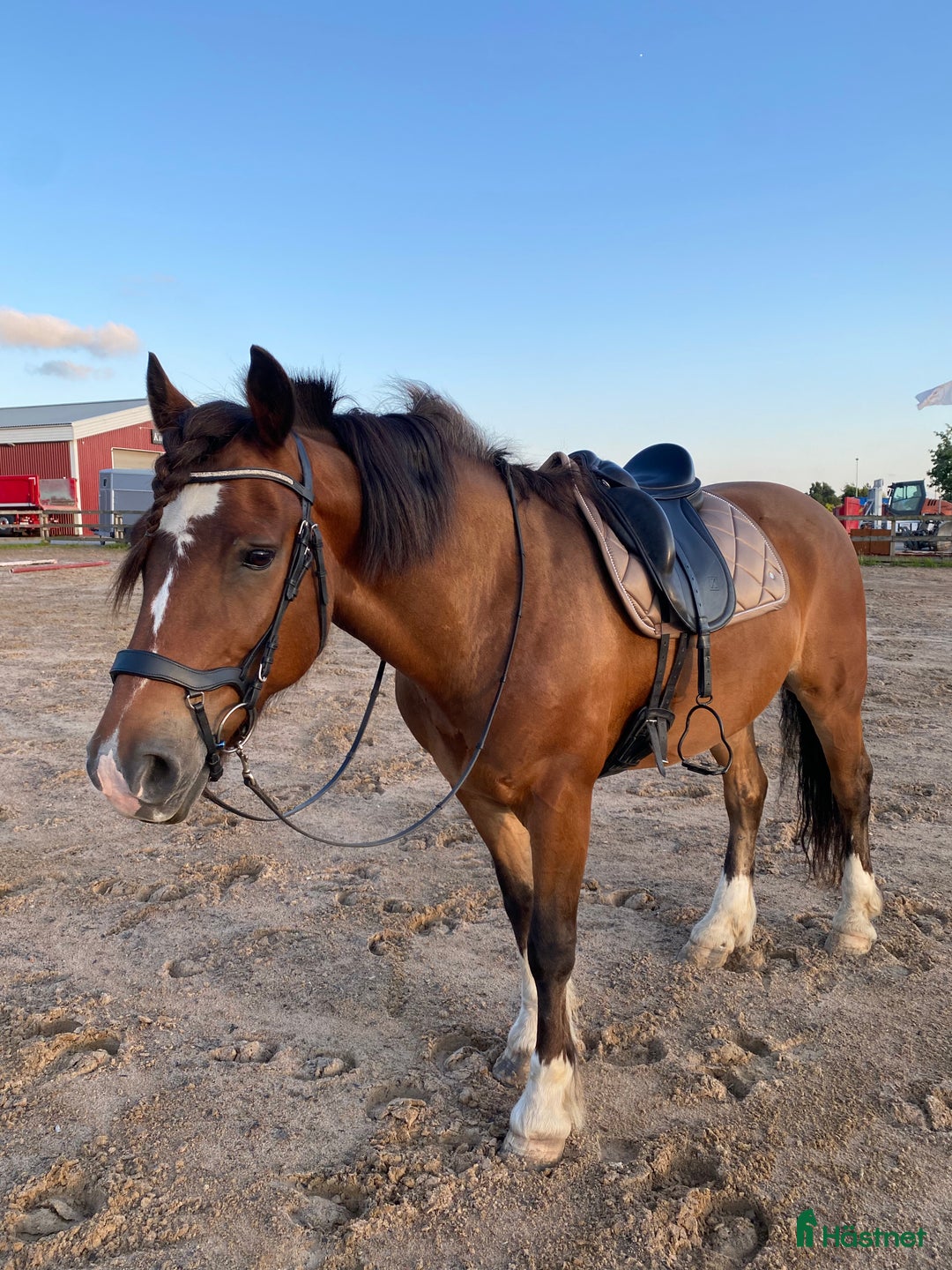 Allround hästar till salu: Loke ❤️ i Kungsbacka - Annons 6