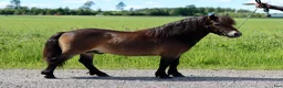 Allround hästar till salu: Jättefin och trevlig avelshingst - mini - Annons 2