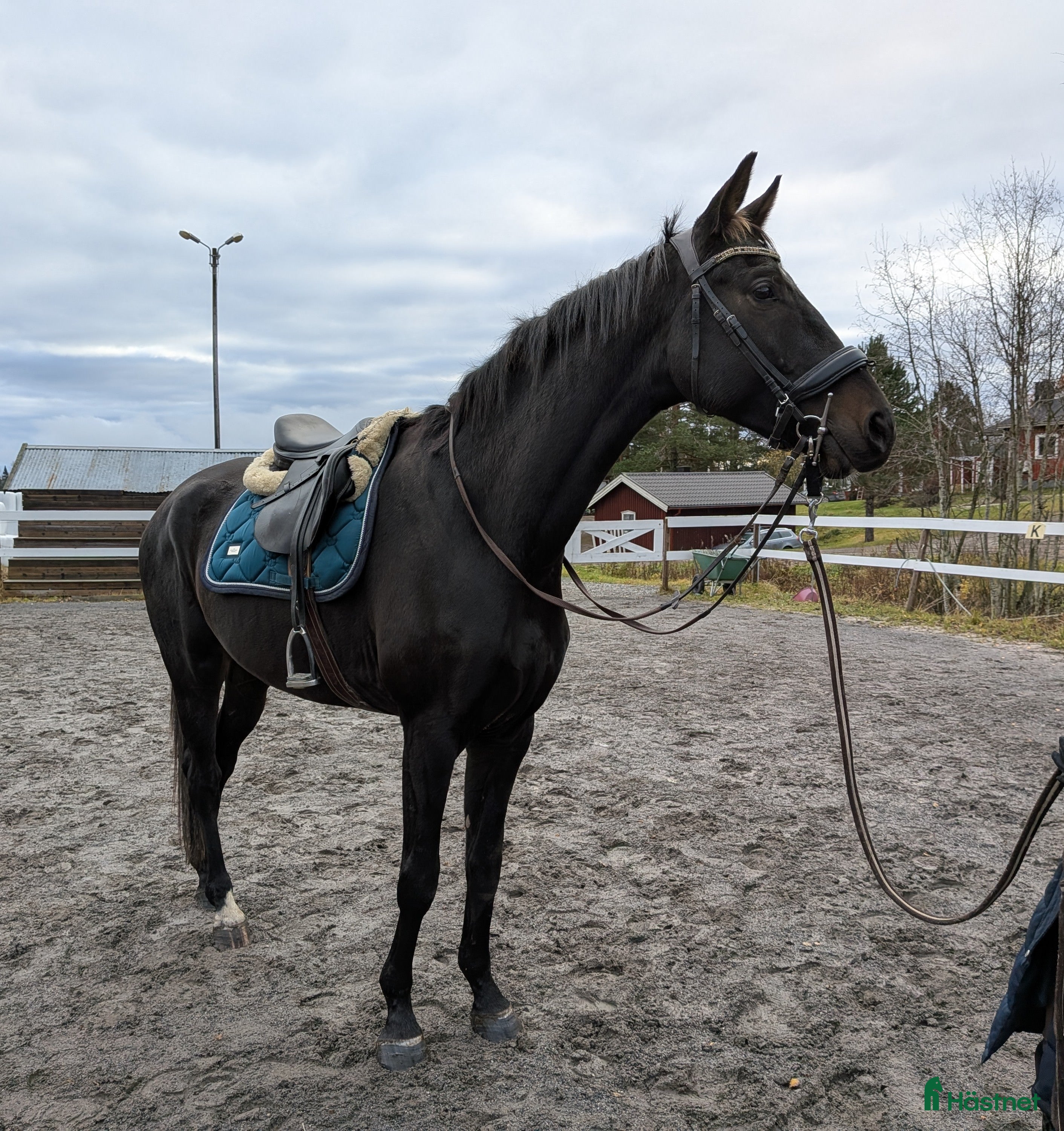  hästar Unghäst med fint lynne i Bjästa - Annons 20