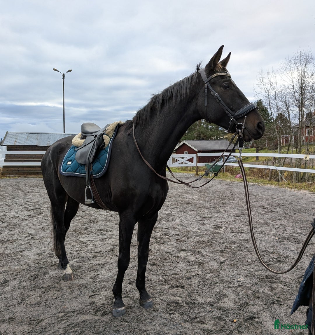 Allround hästar till salu: Unghäst med fint lynne i Bjästa - Annons 1