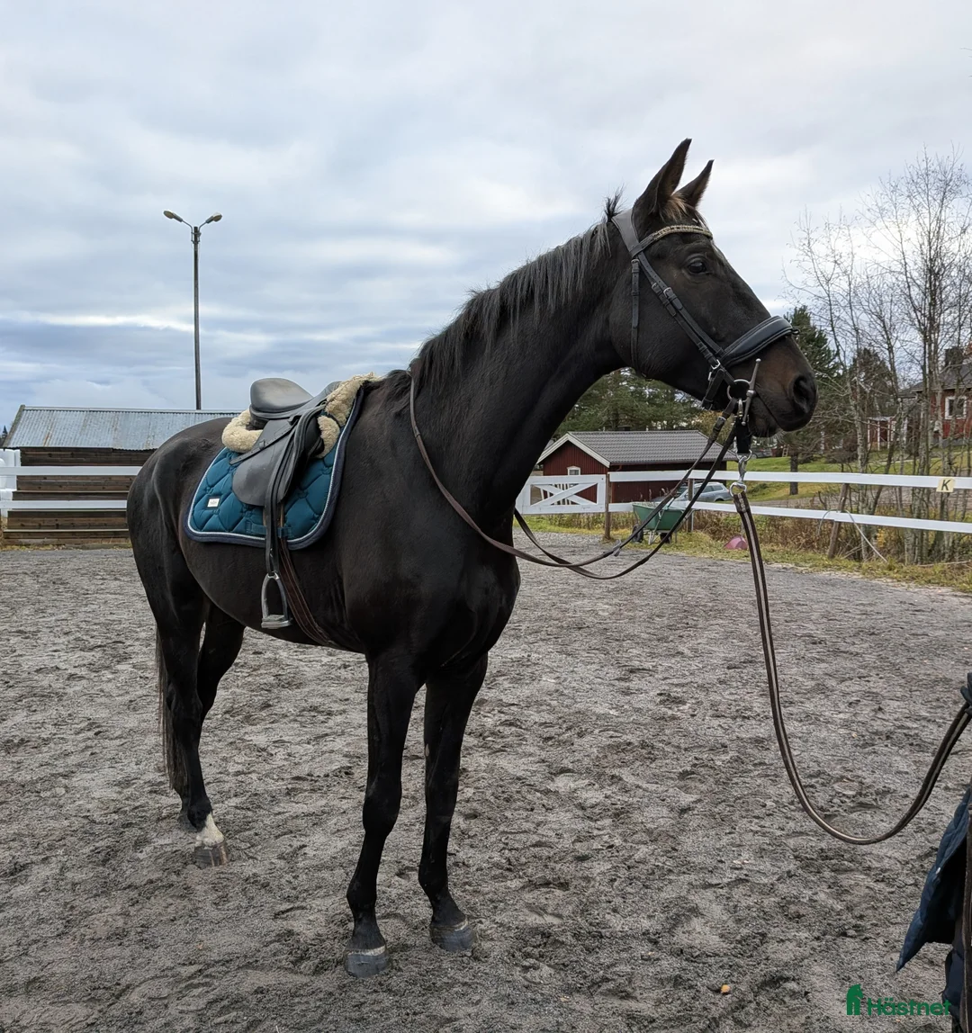 Allround hästar till salu: Unghäst med fint lynne - Annons 2