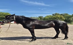 Övrigt hästar till salu: Fin kallblodsvalack i Åmål - Bild 4