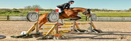 Allround hästar till salu: En bästa vän att ha kul med i alla grenar!  - Annons 1