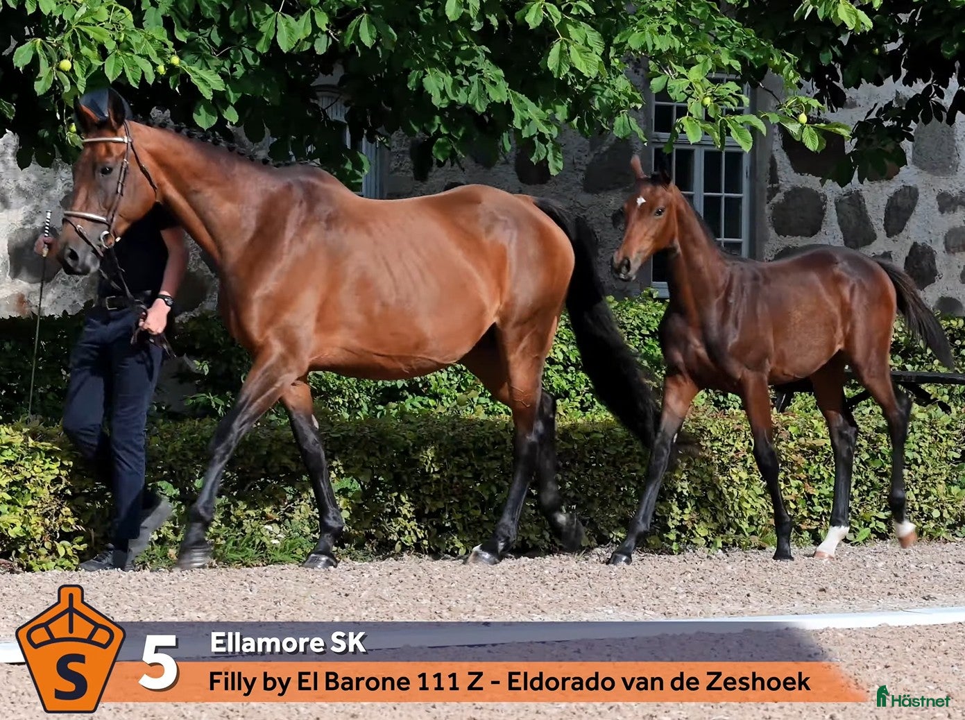  hästar Avelssto med toppklass möderne  - Annons 1
