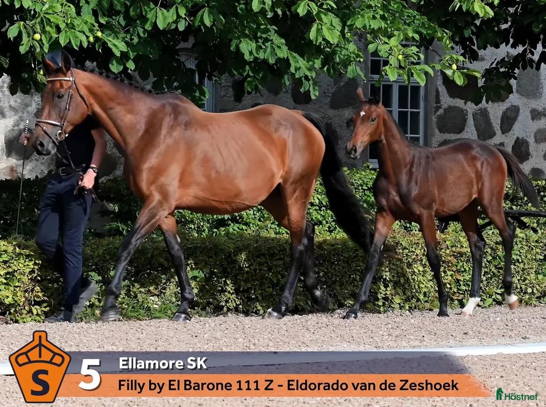 Avelshästar hästar till salu: Avelssto med toppklass möderne  - Annons 1