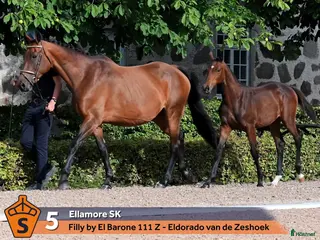 Avelshästar hästar till salu: Avelssto med toppklass möderne - Annons 1