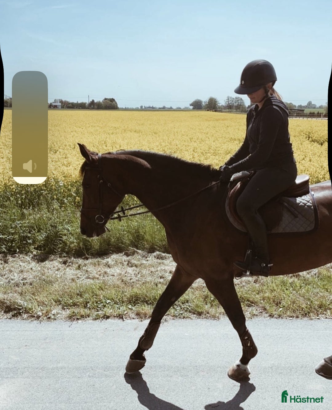 Hoppning hästar till salu: Fint SWB sto med allt man söker i Malmö - Annons 4