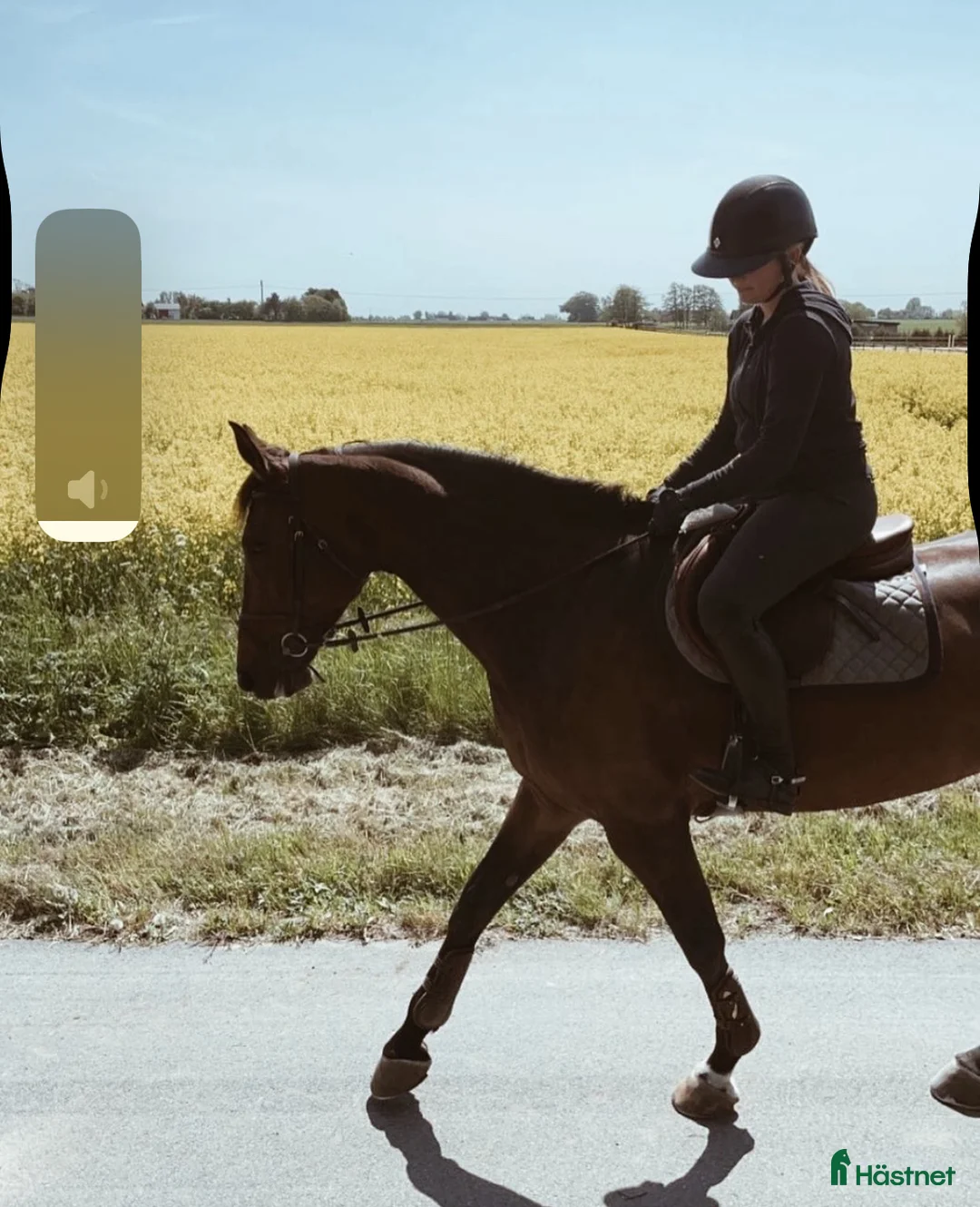 Hoppning hästar till salu: Fint SWB sto med allt man söker i Malmö - Annons 4