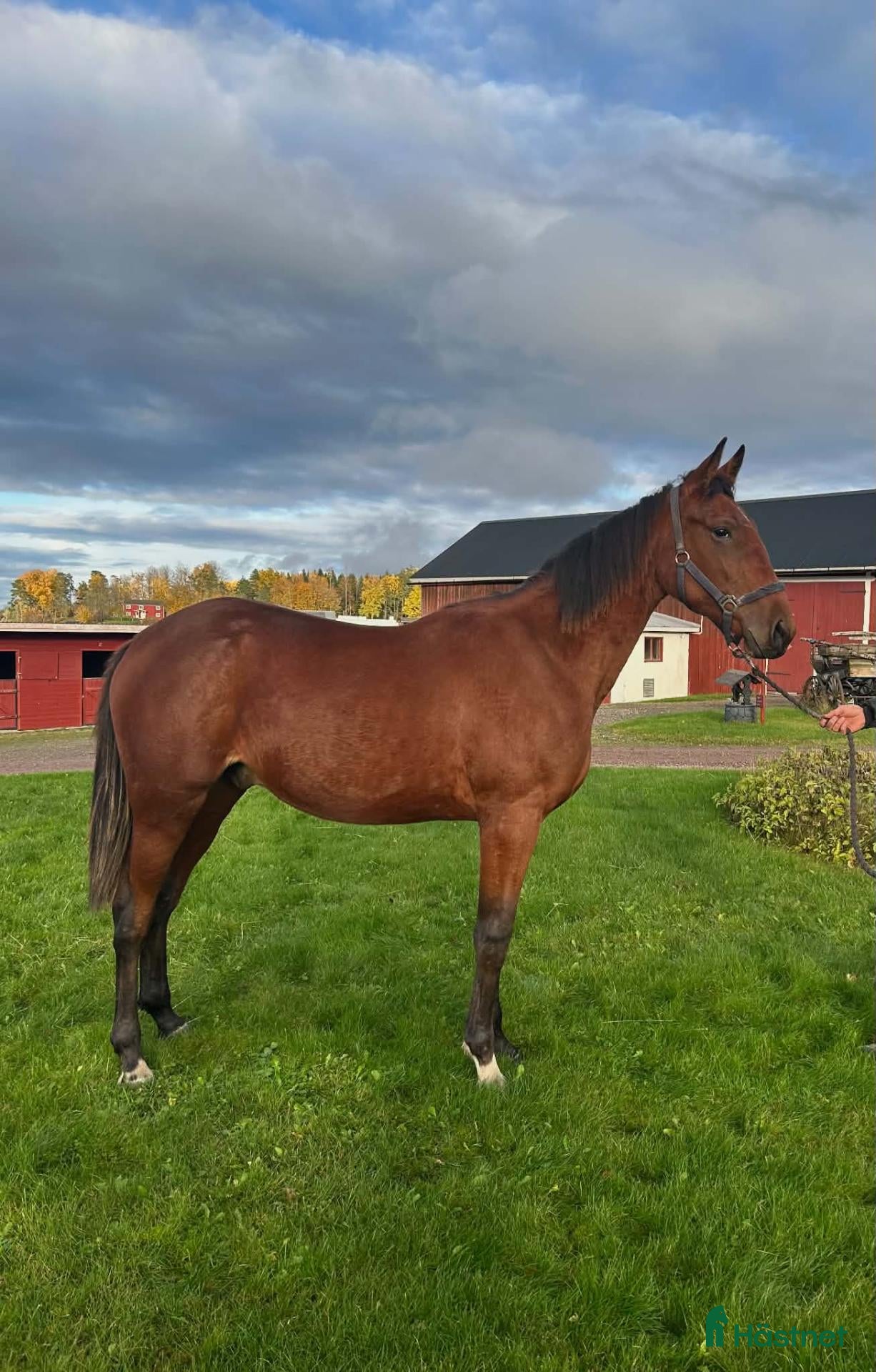  hästar till salu: Hingst 1 år - Annons 1