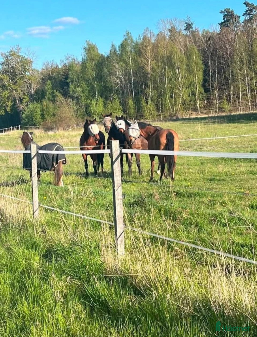  stallplats finnes: Plats på lösdrift  i Munsö - Annons 2