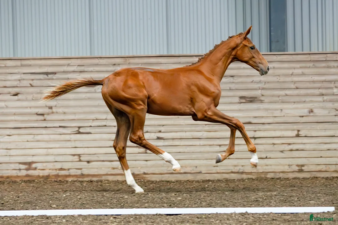 Dressyr hästar till salu: Betrix W  1-årig hingst med elitstam - Annons 3