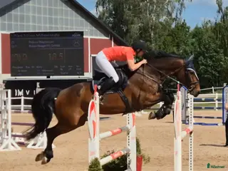 hästar Snäll valack - Annons 17