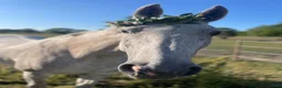 Avelshästar hästar till salu: Ridbar avelhäst - Annons 2
