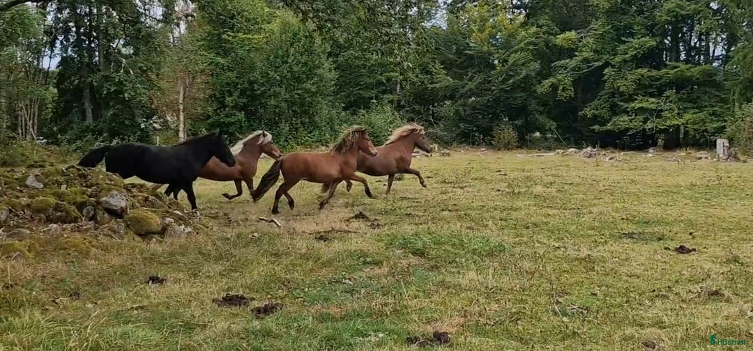 Island hästar till salu: 3 islandsston av hög kvalitet säljes pga flytt  i Fjärås - Annons 16