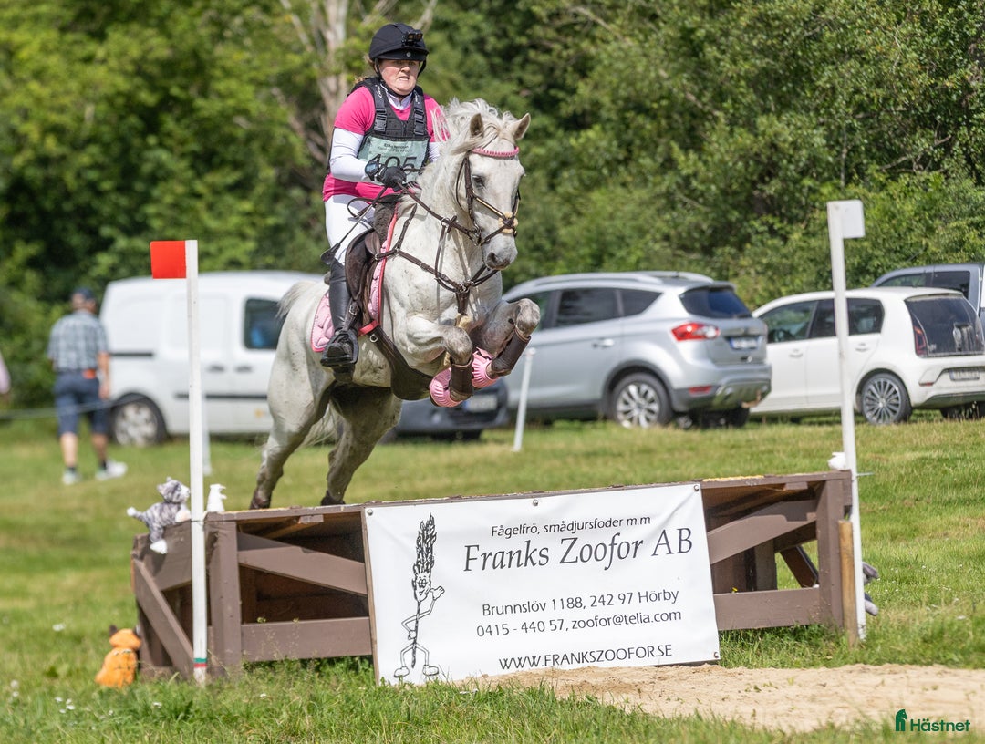 Allround hästar till salu: 🌟Oslipad diamant🌟 i Kinnared - Annons 6