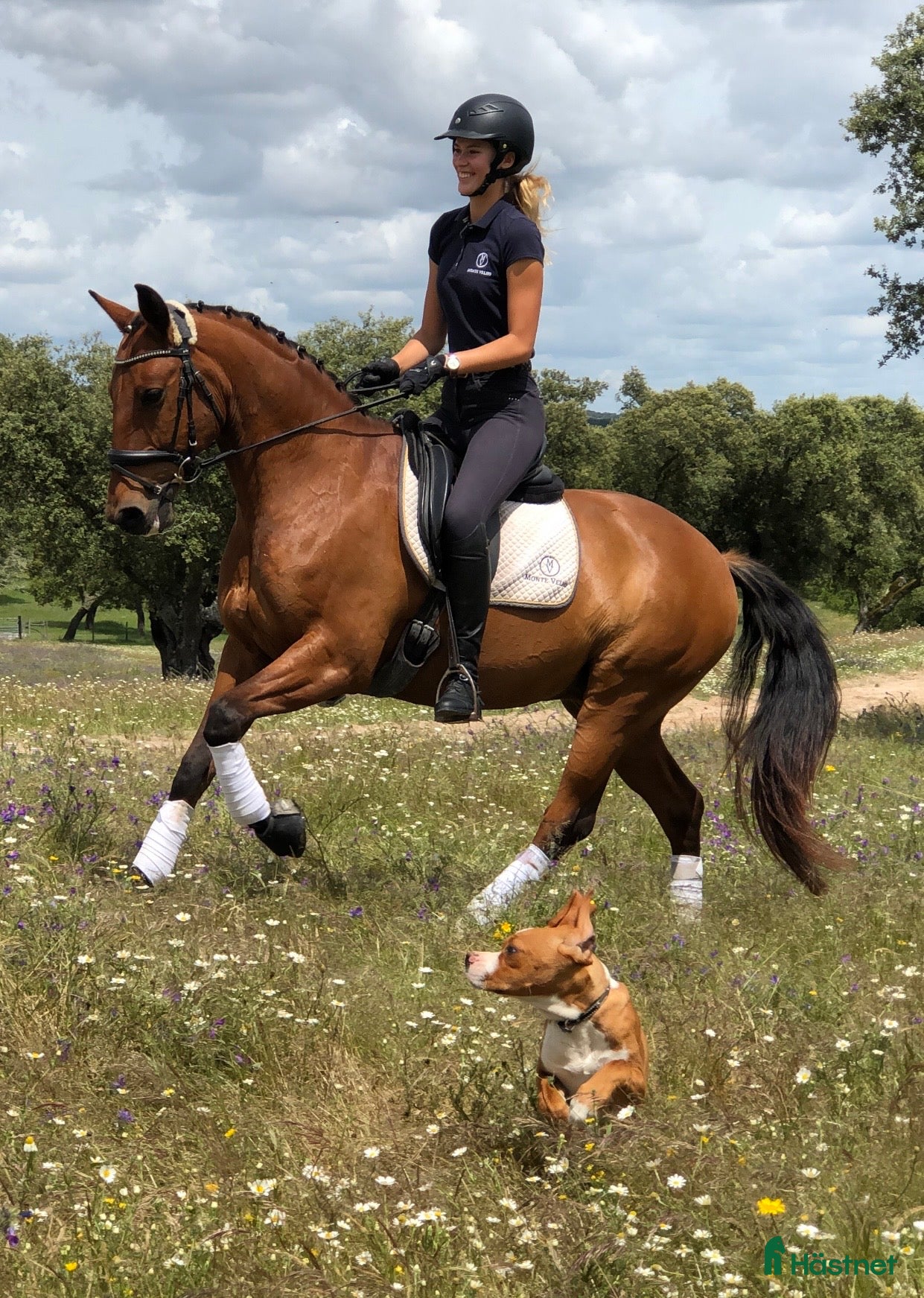  medryttarhäst sökes: 2 vuxna ryttare söker medryttarhäst - Annons 12