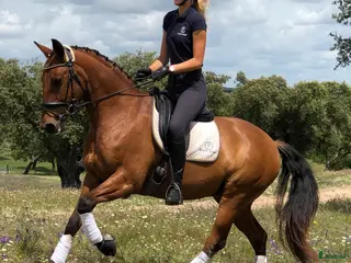 medryttarhäst sökes: 2 vuxna ryttare söker medryttarhäst - Annons 22