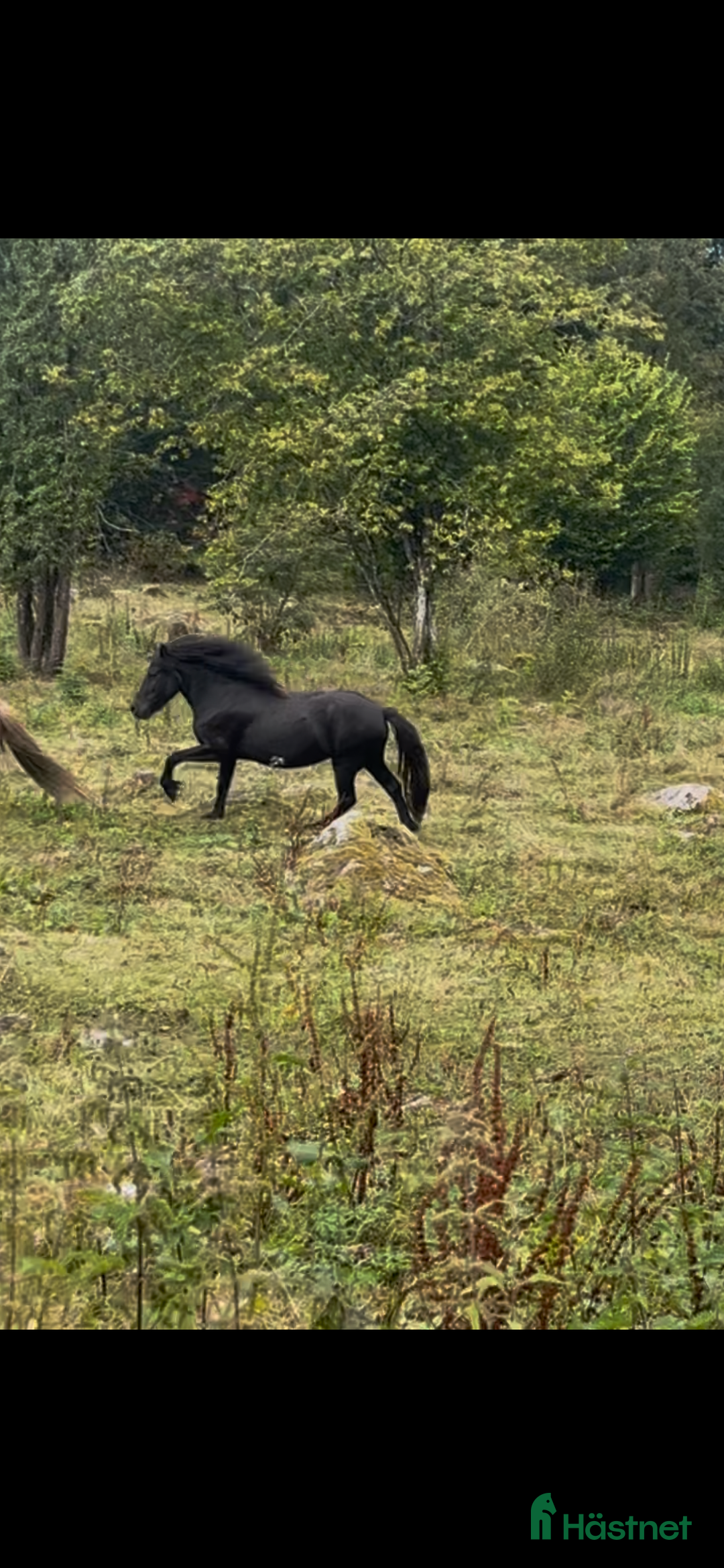 Island hästar till salu: 3 islandsston av hög kvalitet säljes pga flytt  i Fjärås - Annons 4