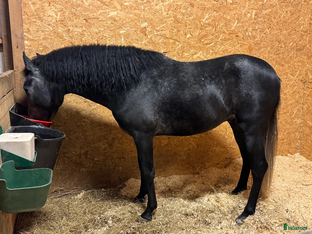 Allround hästar till salu: Charmig PRE-korsning / Andalusier - Annons 3