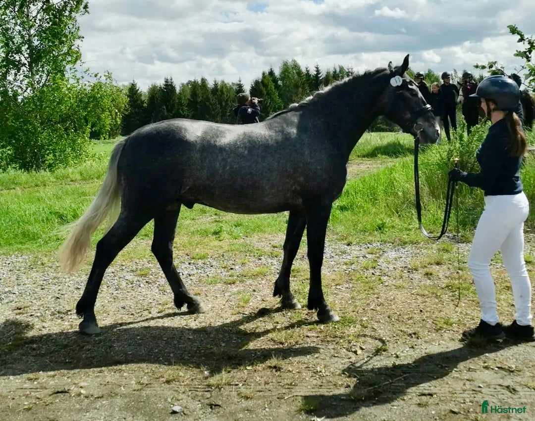 Hoppning hästar till salu: Fin Connemara med bra stam  i Sparreholm - Annons 1