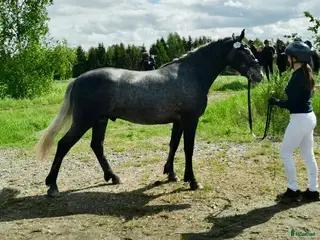 hästar Fin Connemara med bra stam i Sparreholm - Annons 3