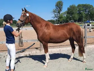 hästar Vackert newforeststo född 2018 - Annons 1