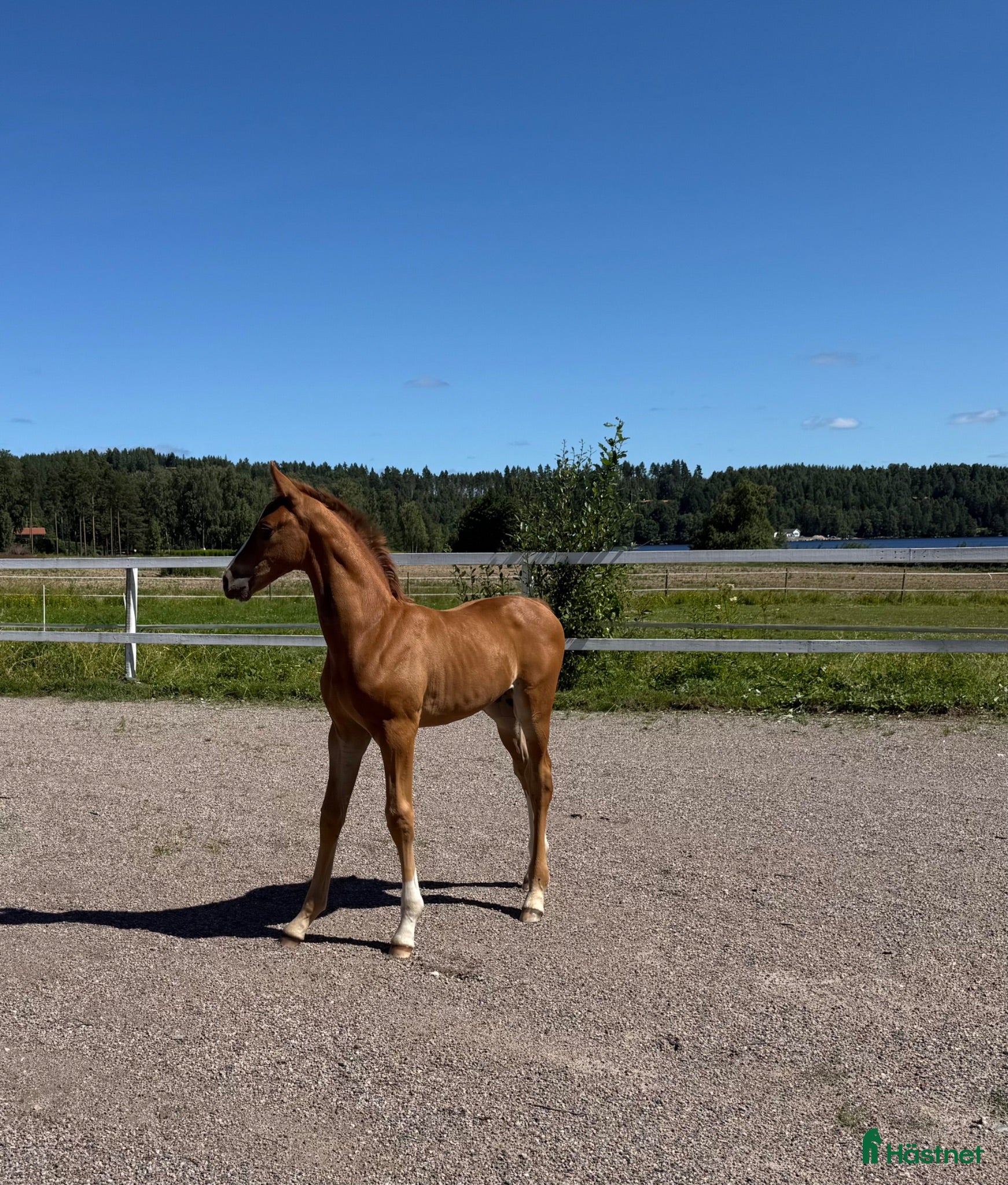  hästar Hingstföl e Donkey Boss - Annons 1