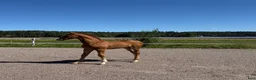 Dressyr hästar till salu: Hingstföl e Donkey Boss - Annons 1