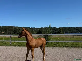 hästar Hingstföl e Donkey Boss - Annons 1
