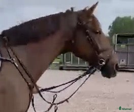  hästar Trevlig välstammad hopphäst - Annons 3