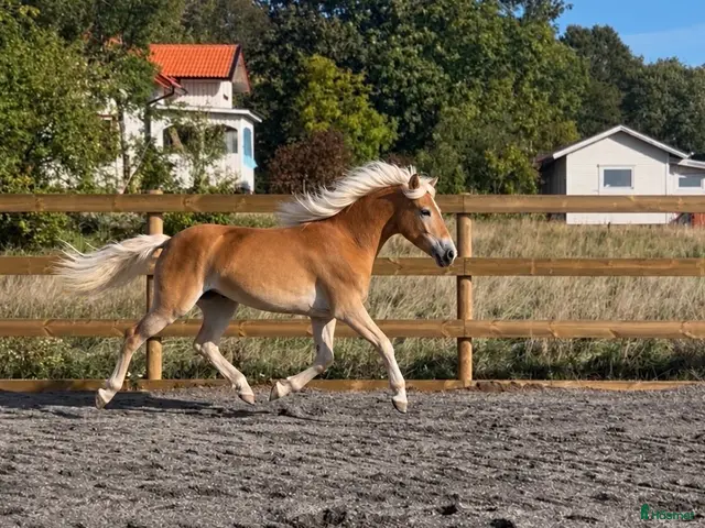 hästar till salu: Lovande ungsto - Annons 1