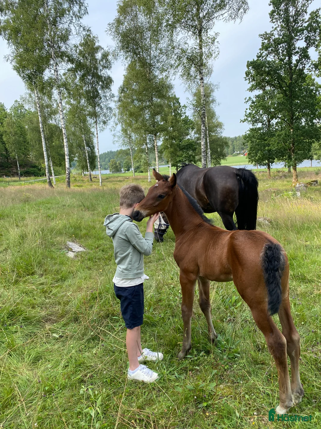 Hoppning hästar till salu: Mycket fint 3-åringt sto med meriterat mördene - Annons 2