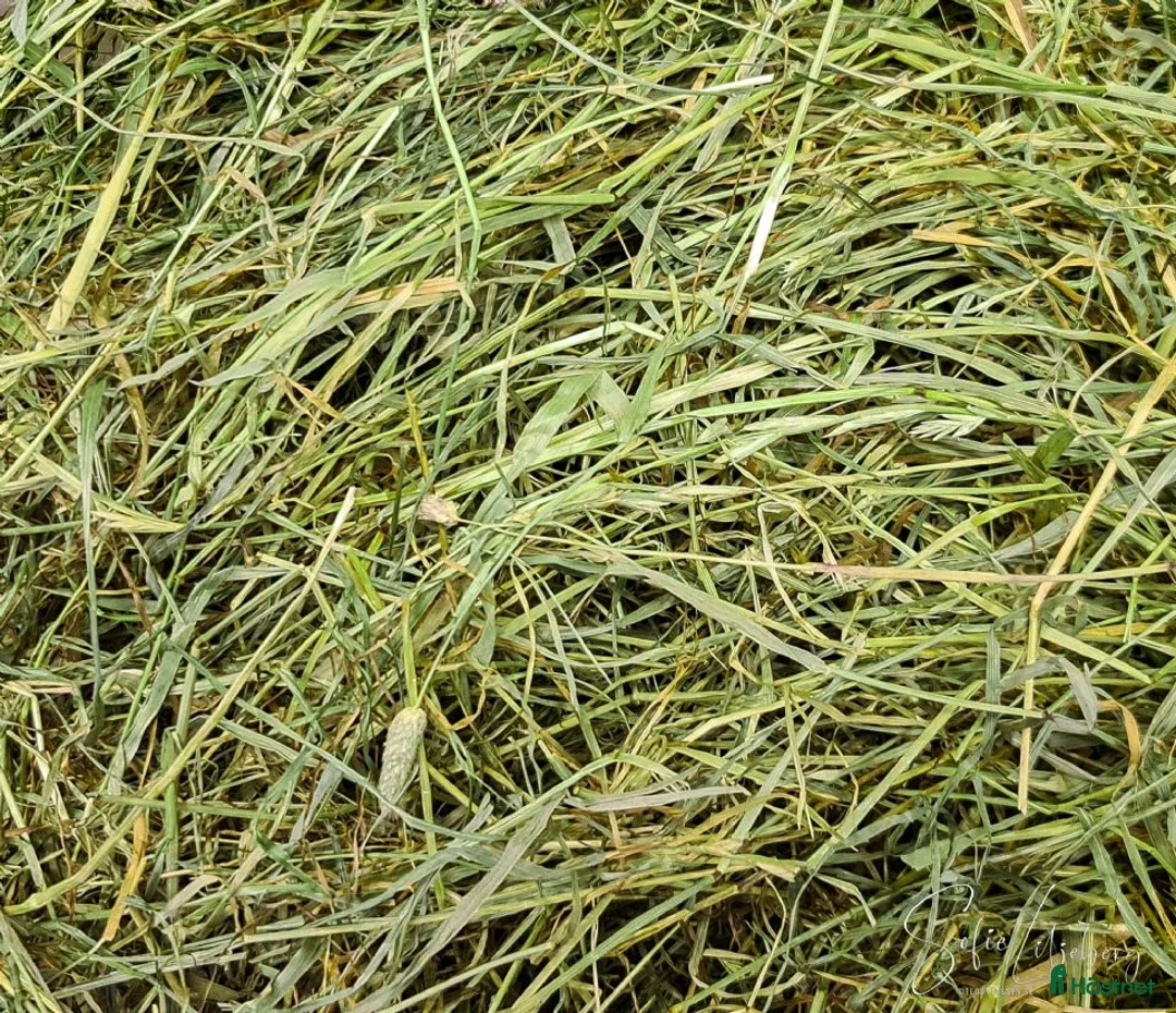  hästservice finnes: Hö småbal i Bogesund - Annons 1