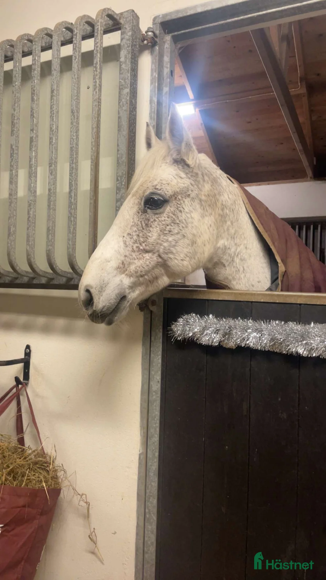 Allround hästar till salu: Fin C ponny i Halmstad - Annons 1