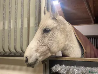 hästar Fin C ponny i Halmstad - Annons 13