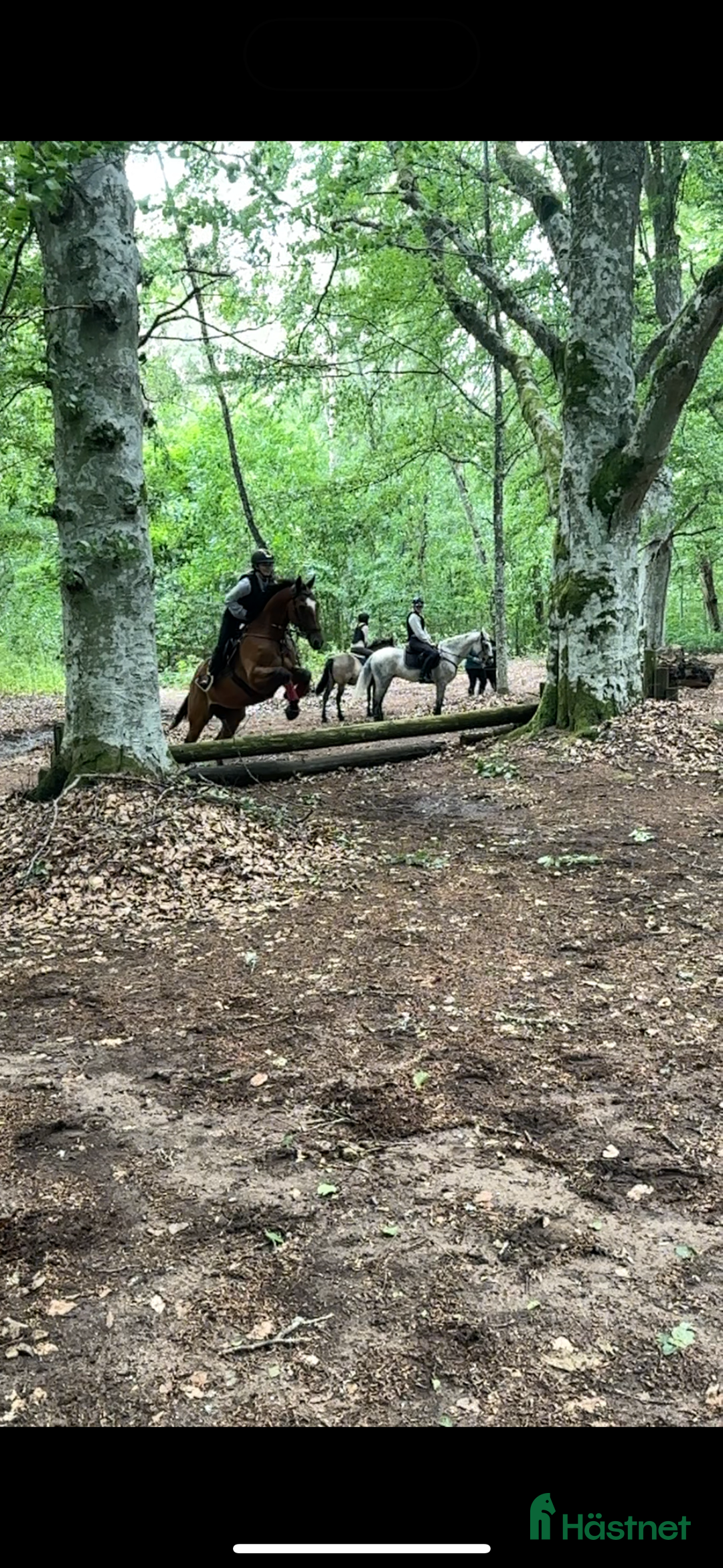 Allround hästar till salu: Drömhästen i Mjölby - Annons 4