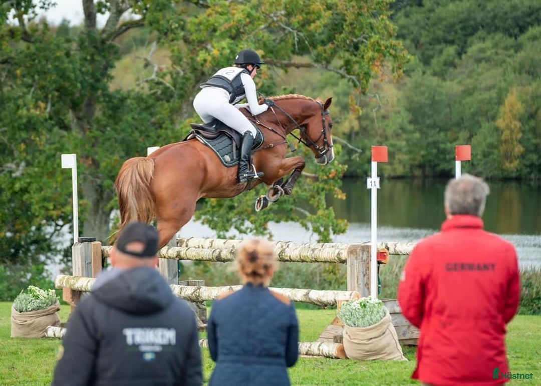  hästservice finnes: Inridning, utbildning och försäljning i Ramnäs - Annons 1