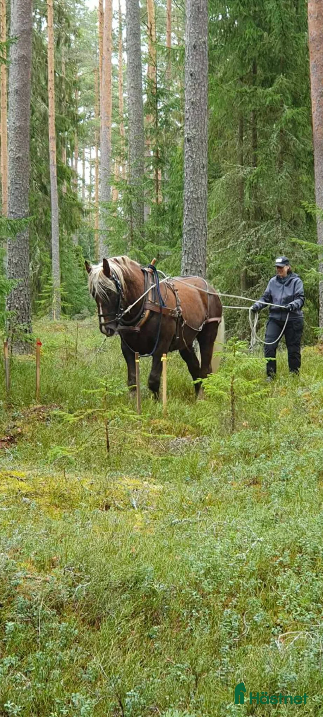 Allround hästar till salu: Stort mysigt kallblod i Skinnskatteberg - Annons 2