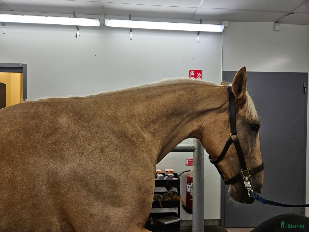  medryttarhäst finnes: Medryttare sökes! - Annons 5