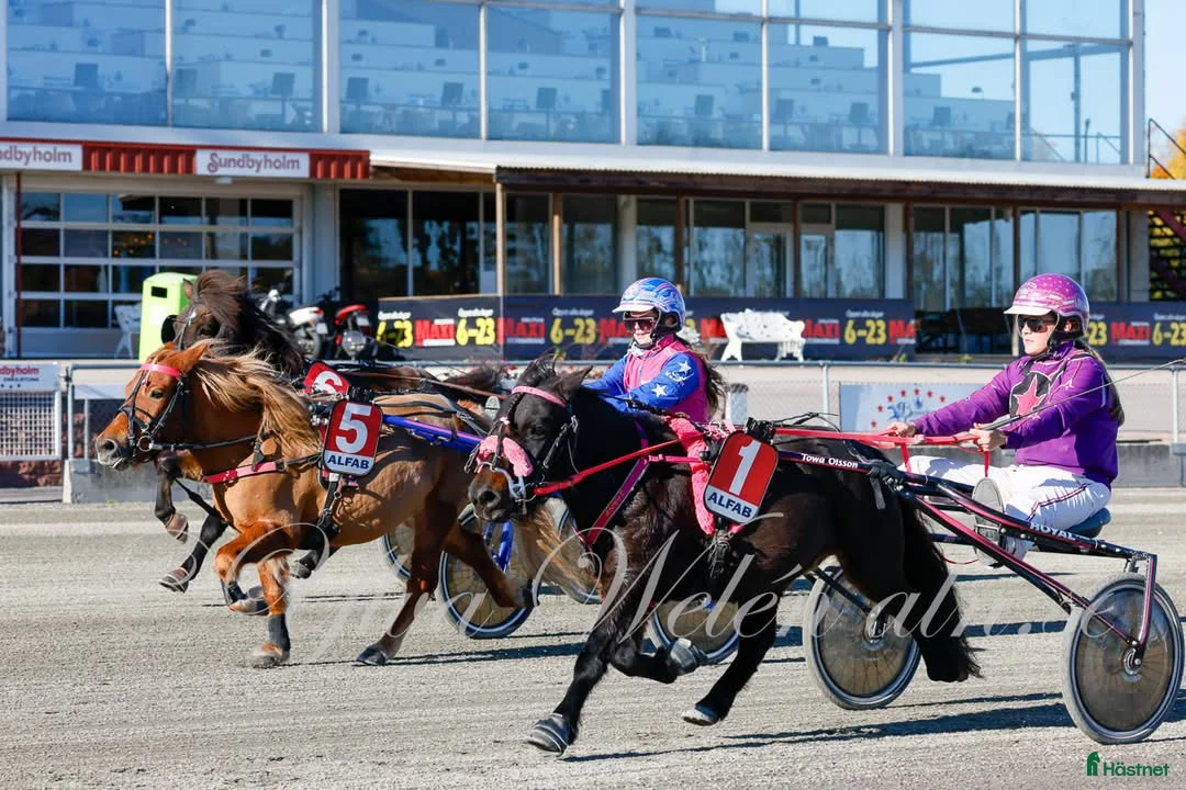 Trav hästar till salu: 2st kanonfina och snabba/snälla ponnys i Vollsjö - Annons 4