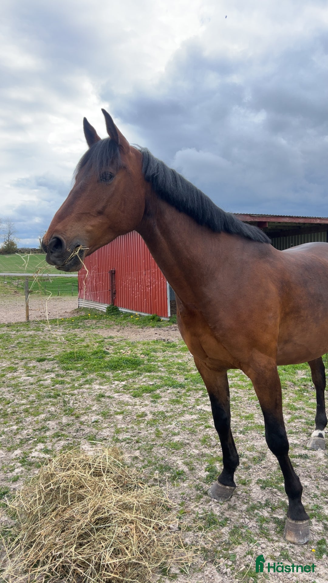 Allround hästar till salu: Rolig och personlig herre💎 i Tibro - Annons 3
