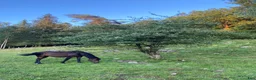 Allround hästar till salu: Ridtravare i Nol - Annons 9