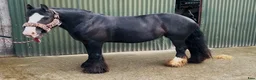 Allround hästar till salu: Bombproof / therapy pony - Annons 10