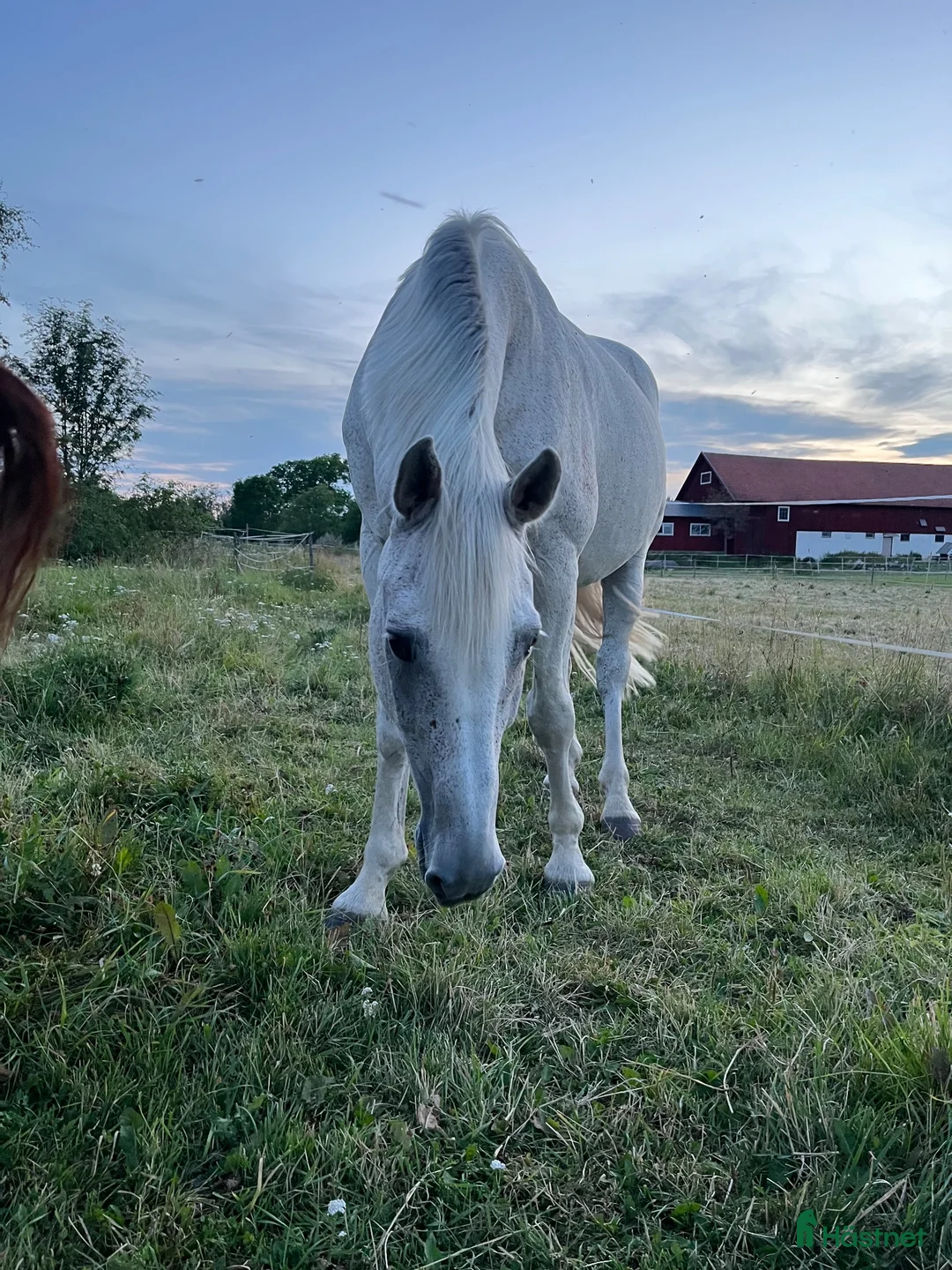 Sällskap hästar till salu: Jättesnäll herre!  i Harbo - Annons 1